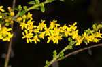 Wrinkleleaf goldenrod